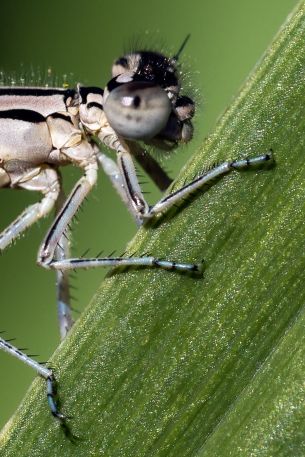 fly girl, insect Wallpaper 640x960