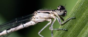 Обои 2560x1080 муха -девица, насекомое