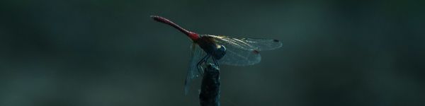 dragonfly resting Wallpaper 1590x400