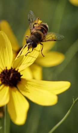 Обои 600x1024 пчела на желтом цветке