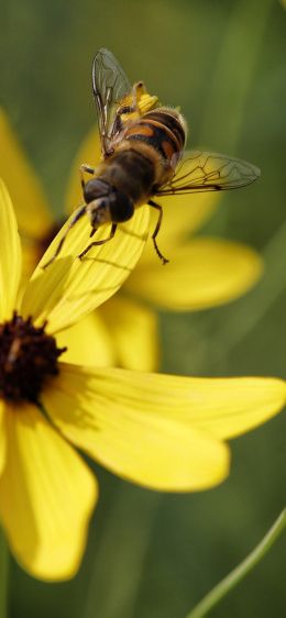 Обои 1242x2688 пчела на желтом цветке
