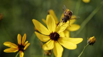 Обои 1366x768 пчела на желтом цветке