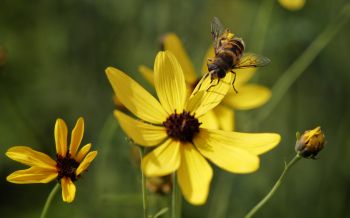 Обои 2560x1600 пчела на желтом цветке