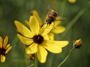 Обои 800x600 пчела на желтом цветке