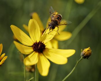 Обои 1280x1024 пчела на желтом цветке