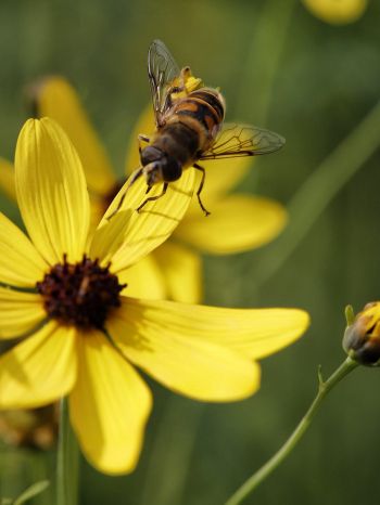 Обои 1668x2224 пчела на желтом цветке