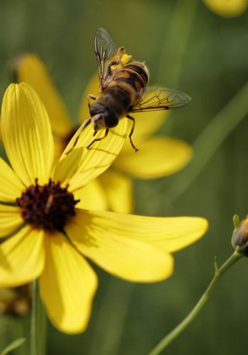 Обои 1668x2388 пчела на желтом цветке