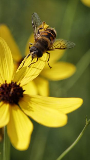 Обои 640x1136 пчела на желтом цветке