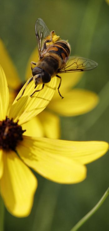 Обои 1080x2280 пчела на желтом цветке