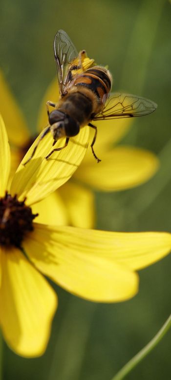 Обои 1080x2400 пчела на желтом цветке