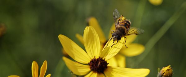 bee on yellow flower Wallpaper 3440x1440