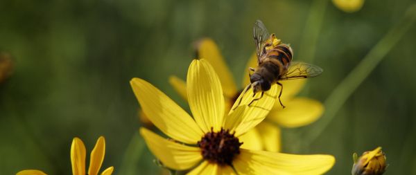 bee on yellow flower Wallpaper 2560x1080