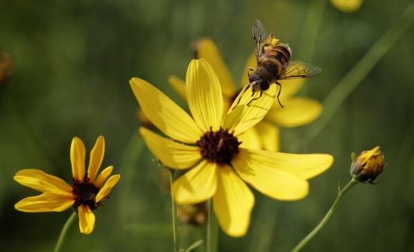 Обои 4686x2866 пчела на желтом цветке