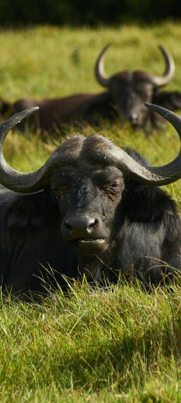 buffaloes on pasture Wallpaper 1080x2400