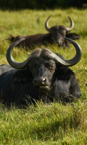 buffaloes on pasture Wallpaper 1200x2000