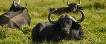 buffaloes on pasture Wallpaper 3440x1440