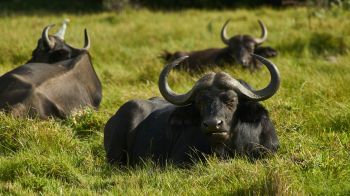 buffaloes on pasture Wallpaper 1366x768