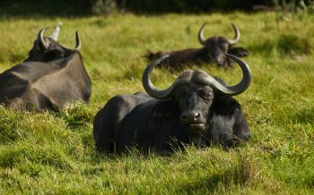 buffaloes on pasture Wallpaper 2560x1600