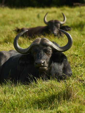 buffaloes on pasture Wallpaper 1620x2160
