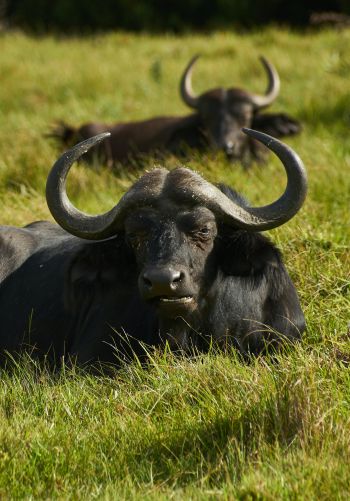 buffaloes on pasture Wallpaper 1668x2388