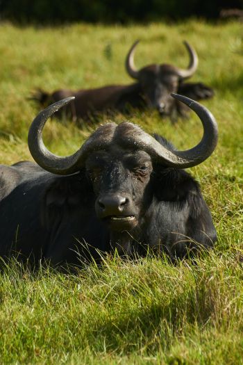 buffaloes on pasture Wallpaper 640x960