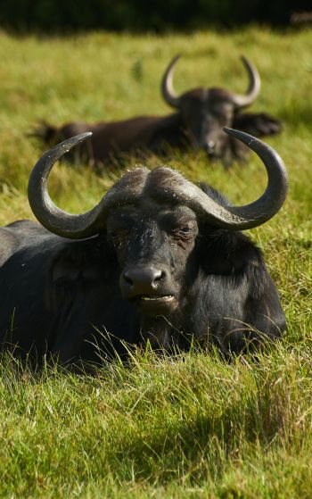 buffaloes on pasture Wallpaper 1752x2800