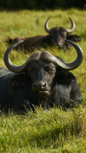 buffaloes on pasture Wallpaper 640x1136