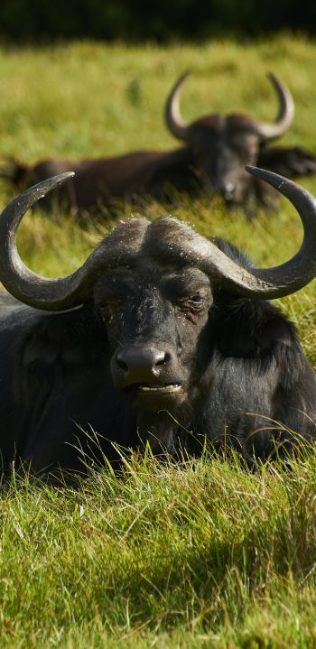 buffaloes on pasture Wallpaper 1080x2220