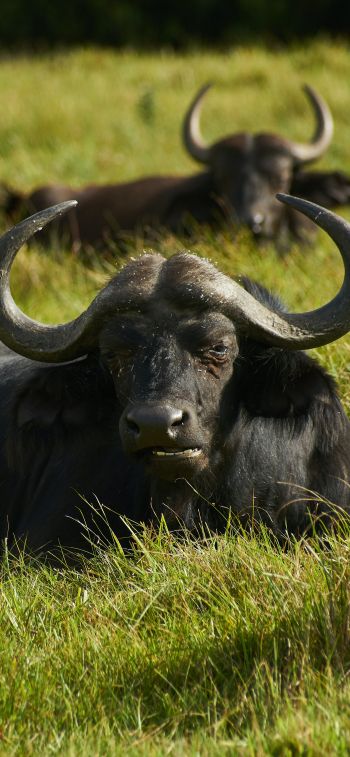 buffaloes on pasture Wallpaper 1242x2688