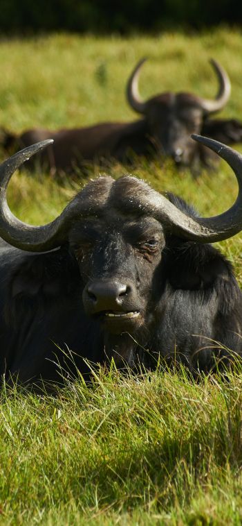 buffaloes on pasture Wallpaper 1080x2340