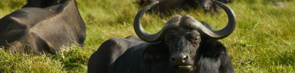 buffaloes on pasture Wallpaper 1590x400