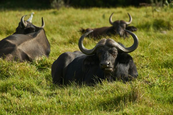 buffaloes on pasture Wallpaper 6000x4000