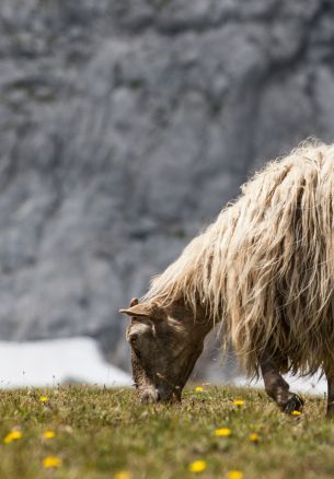 sheep walking, pasture Wallpaper 1640x2360