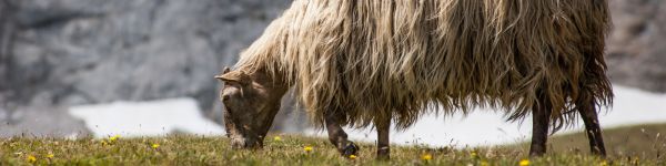 sheep walking, pasture Wallpaper 1590x400