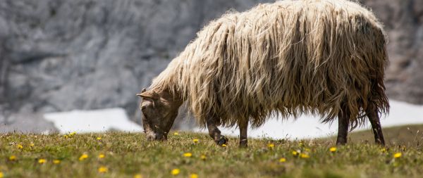 sheep walking, pasture Wallpaper 2560x1080