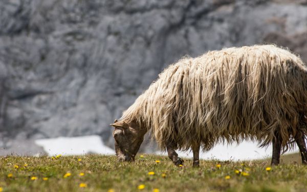 sheep walking, pasture Wallpaper 2560x1600