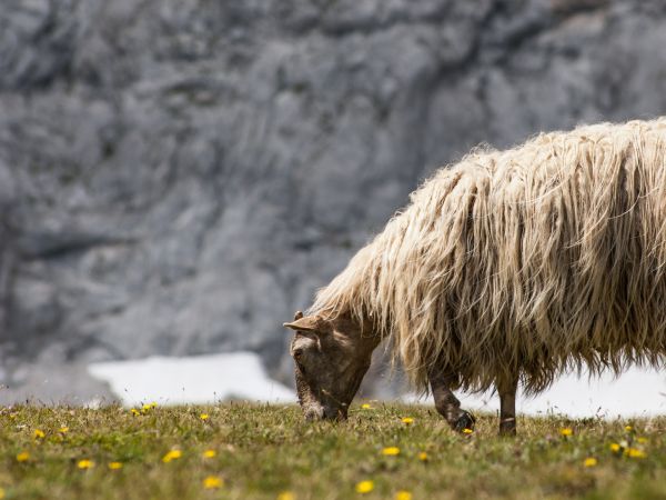 sheep walking, pasture Wallpaper 1024x768