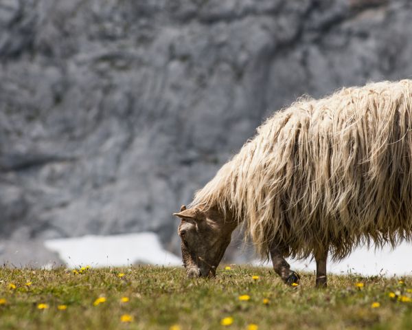 sheep walking, pasture Wallpaper 1280x1024