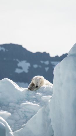 polar bear, is gone Wallpaper 640x1136