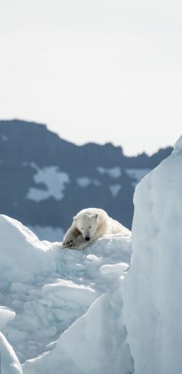 polar bear, is gone Wallpaper 1080x2220