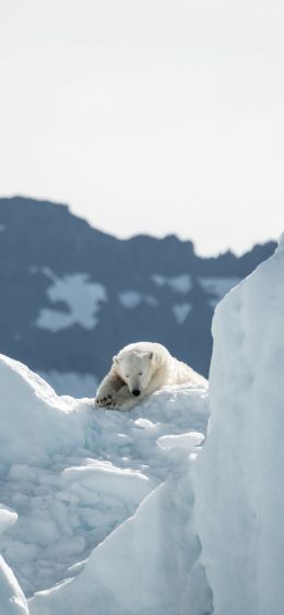 polar bear, is gone Wallpaper 1080x2340