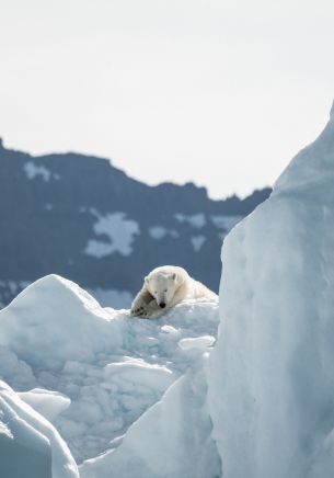 polar bear, is gone Wallpaper 1668x2388