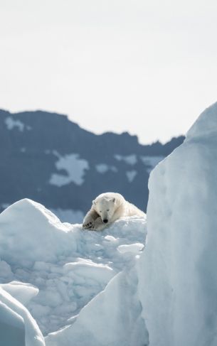 polar bear, is gone Wallpaper 1752x2800