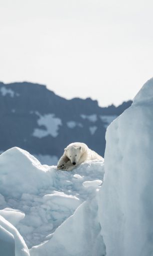 polar bear, is gone Wallpaper 1200x2000