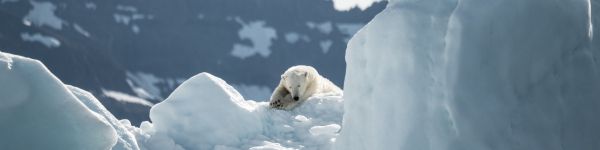 polar bear, is gone Wallpaper 1590x400