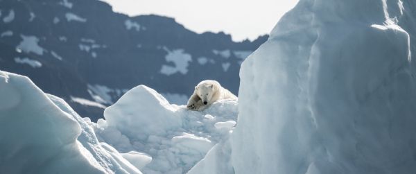 polar bear, is gone Wallpaper 3440x1440