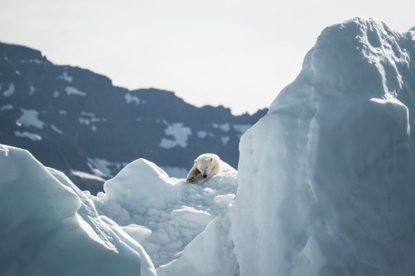 polar bear, is gone Wallpaper 7952x5304