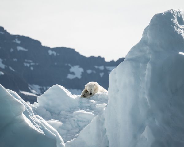 polar bear, is gone Wallpaper 1280x1024