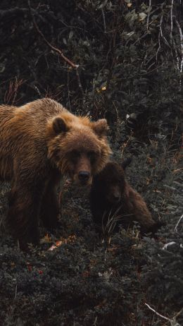 Обои 750x1334 бурый медведь, дикая природа