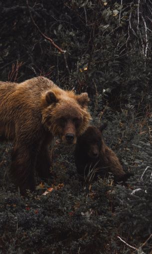 brown bear, wild nature Wallpaper 1200x2000